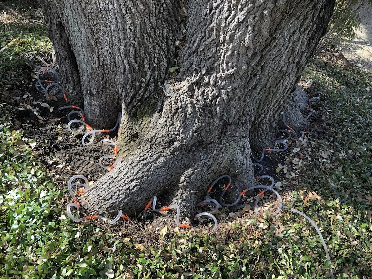 Detailed Tree Cabling and Bracing job site in Cabot