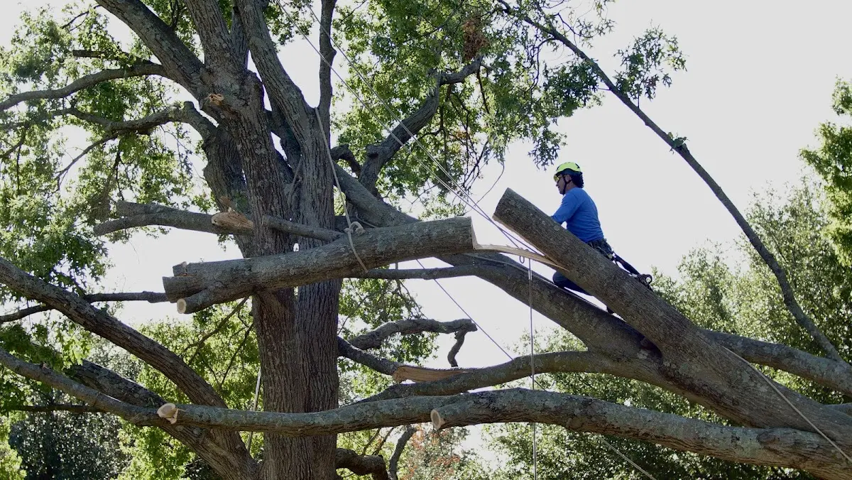 Professional Hazardous Tree Removal performed by certified arborists in Cabot